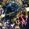 Cornish seaweed