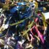 Fizzing Bath Melt Salty Seaweed